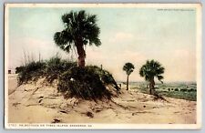 Savannah, Georgia GA - Palmettoes on Tybee Island - Vintage Postcard - Unposted picture