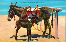 Greetings From Colorado Hello Pali Prospector Donkeys Old Linen Postcard  picture