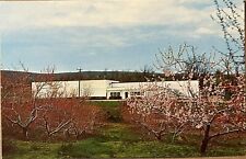 Round Hill Virginia Hill High Orchards Apple Peach Trees Postcard c1950 picture