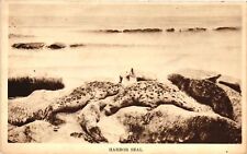 Vintage Postcard- Harbor Seal, La Push, Clallam County, Washington picture