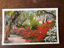Postcard: Magnolia Gardens, Charleston, South Carolina - vintage picture