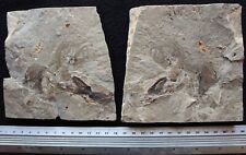 Squid 80 - 2 Squids With Nicely Preserved Tentacles - Cretaceous Fossils Lebanon picture
