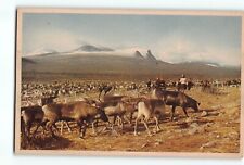 Old Vintage Sweden Postcard of Reindeer Lappland picture