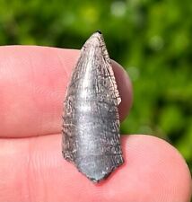NICE Kryptops palaios Dinosaur Tooth from Niger Cretaceous Abelisaur Theropod picture