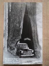 CA California Giant Shrine Tree w/ Car being driven through 1947 RPPC Postcard picture