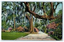 c1910's Walk In Magnolia Gardens Charleston South Carolina SC Unposted Postcard picture