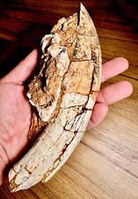 RARE FOSSIL MAMMAL R hi no Chilotherium sp. canine teeth Miocene Gansu China picture