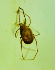 Burmese insects fossil burmite Cretaceous Ticks insect amber fossil Myanmar picture