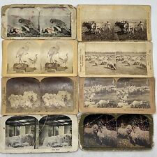 LOT OF 8 STEREOVIEW CARDS Sheep Hawk Donkey Ox Crane Goats Piglets Polar Bears picture