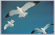 Seagulls Along The New England Coast Flying Birds Blue Sky Nature VTG Postcard picture