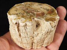 Perfect BARK 225 Million Year Old Polished Petrified Wood Fossil 309gr picture
