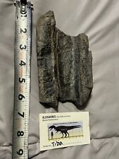 Allosaurus Dinosaur Tibia Fragment Fossil Genuine  Morrison Formation Genuine picture