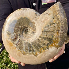 9.4LB Natural beautiful Color Conch Ammonite Fossil Quartz Specimen Reiki - picture