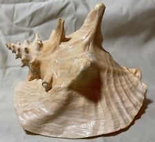 Vintage Large Conch 8+ Inches Early 1960's Lovely Color picture
