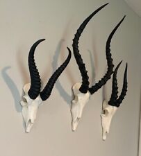 Set of 3 African skulls blesbok springbok impala Faux Taxidermy springbuck  picture