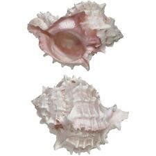 10 Pink Murex Shells 2-3