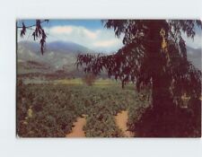 Postcard Orange and Lemon Groves Southern California USA North America picture