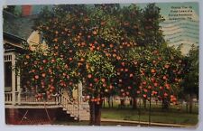 Florida Postcard 1912 Original Rare Jacksonville Orange Tree Franklin Stamp Yard picture