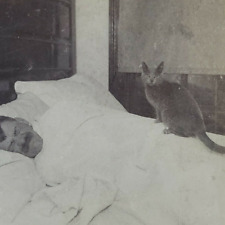 Man Thinks Cat Robber Bed Bedroom Don't Shoot Robbery Pet 1890 Stereoview K344 picture