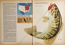 1955 Magazine Picture Smallmouth Bass & Fishing Lures Illustrated by Tom Dolan picture