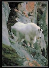 Mountain Goat Alaskan Postcard Vtg #19 picture