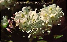 Vintage Postcard- THE RHODODENDRON picture
