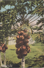 c1910s Postcard Hawaii HI Hawaiian Islands Papaia Fruit Trees UNP 5605.4 picture