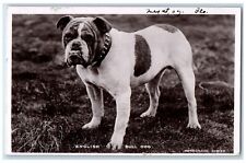 1907 English Bull Dog Rotograph RPPC Photo Stratford Ontario Canada Postcard picture