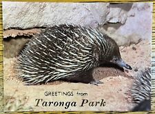 Greetings from Taronga Park Vintage Color Photo Echidna Postcard, Australia  picture
