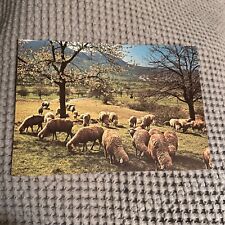 Sheep grazing on hillside German Post Card picture