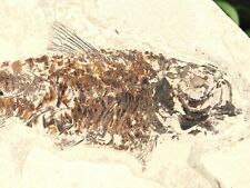 Visible SCALES On This 50 Million Year Old FISH Fossil With Stand Wyoming 671gr picture