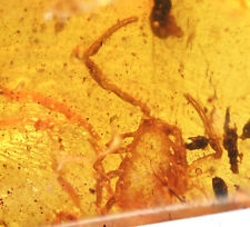 Rare Scorpion Fossil Inclusion in Burmese Amber picture