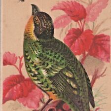 1890s Roberts & Hoag Fine Dry Goods Store Utica New York Green Bird Trade Card picture