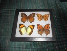 4 real butterflies  in 5x6 riker mount    #46 picture