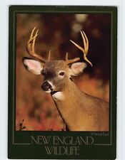 Postcard Whitetail Buck Deer New England Wildlife USA picture