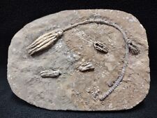 Five Different Crinoid Fossils on Crawfordsville Crinoid Plate, IN picture