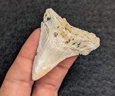 Beautiful Unique Angustiden Shark Tooth South Carolina Megalodon Predecessor picture