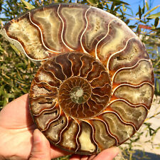 1.44LB  Rare Natural Tentacle Ammonite FossilSpecimen Shell Healing Madagascar picture