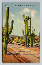 Postcard Blooming Desert Cactus, Vintage Linen H20 picture