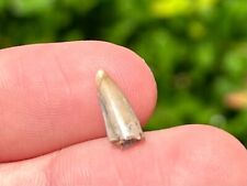 Unidentified Fossil Theropod Dinosaur Tooth Madagascar Maevarano Fm Cretaceous picture