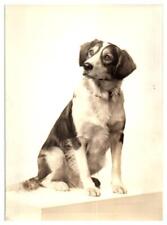 Sepia Photograph 1940's Era Dog Spaniel Sheep Dog picture