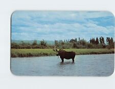 Postcard Bull Moose in a mountain stream picture