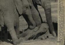 1975 Press Photo Elephants at Addo Elephant Park in Port Elizabeth, South Africa picture