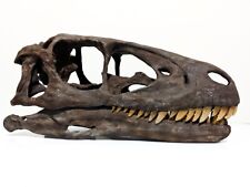 Deinonychus antirrhopus skull, lifesize raptor fossil replica  picture