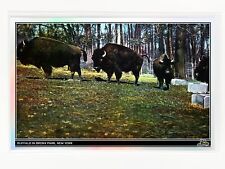 Buffalo in Bronx Park, New York HOLOGRAPHIC SILVER 1908 Postcard GleeBeeCo picture