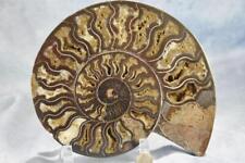 SINGLE Ammonite Crystal LRG 133gm One Half ONLY Dinosaur Fossil 214mm 8.4