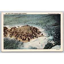 Postcard OR Oregon Coast Highway Sea Lions picture