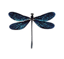 Vestalis melania blue dragonfly damselfly Philippines unmounted wings closed picture
