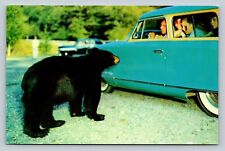 1955 Black Bear Stands By Classic Car w/ People Smoky Mountains VINTAGE Postcard picture