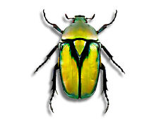 Real Cetoniidae Rhomborrhina chatanayi GOLD TYPE Metallic Beetle Unmounted USA picture